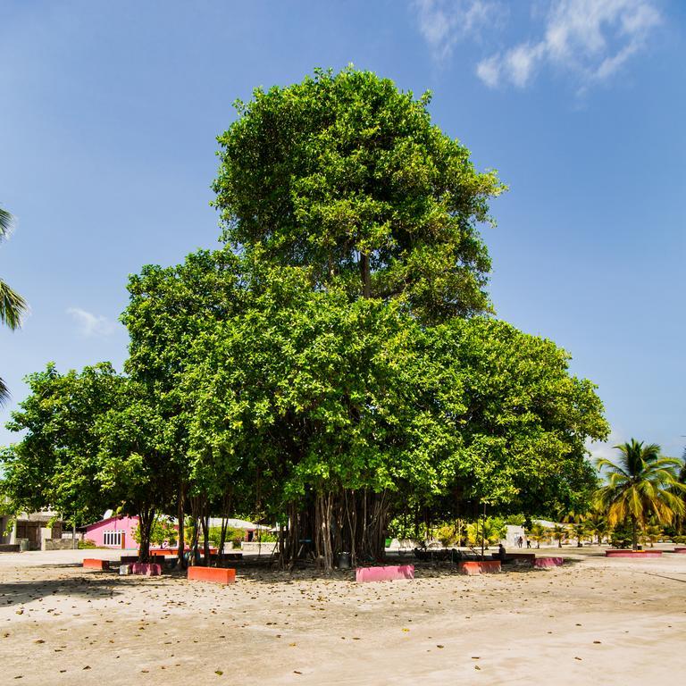 Villa Rosa Maldives Feridhoo ภายนอก รูปภาพ